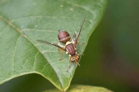 Fruit Fly (Bactrocera tryoni) (Bactrocera tryoni)